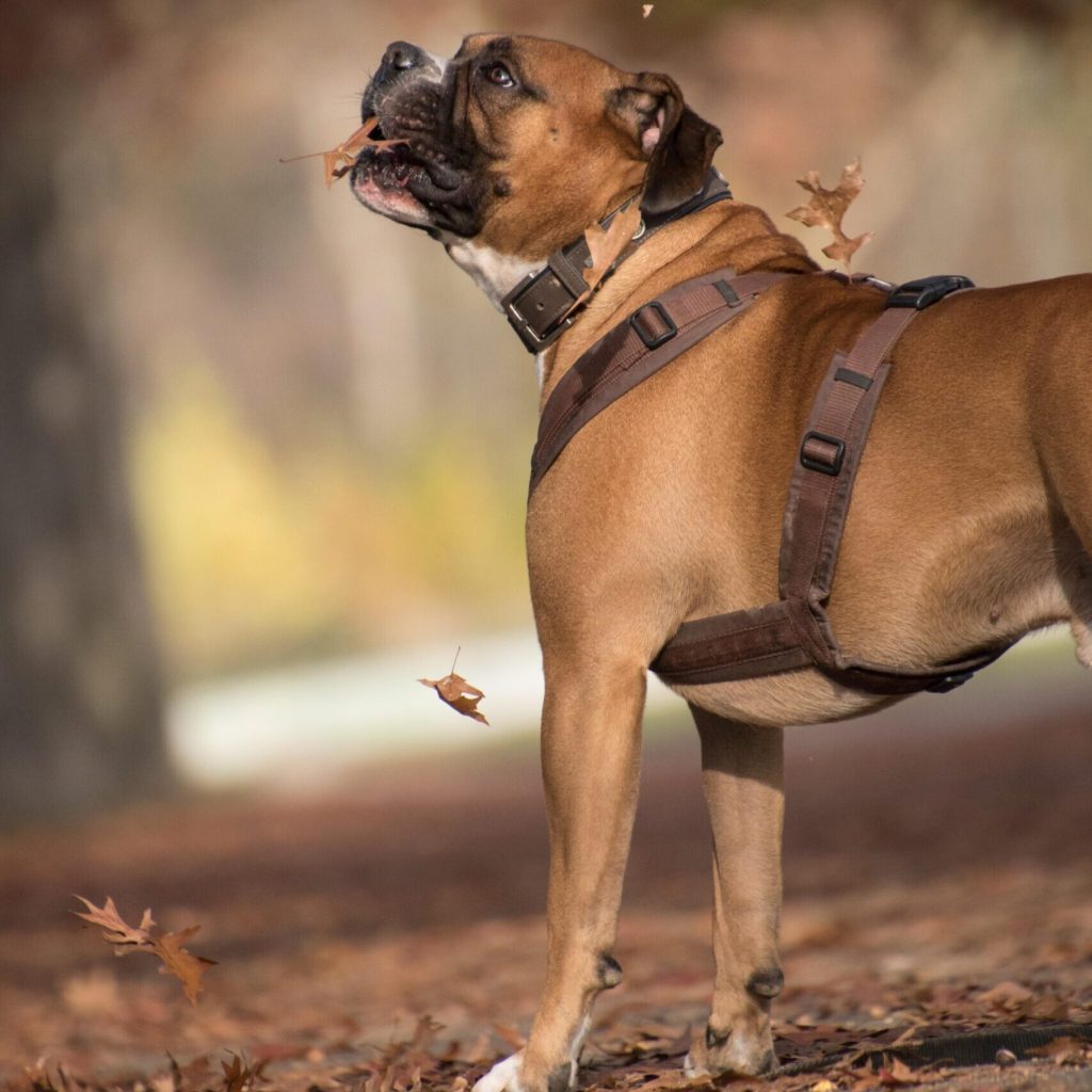 Halsung & Geschirr Boxer