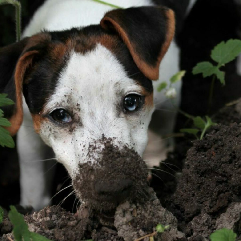Terrier Tiefbau