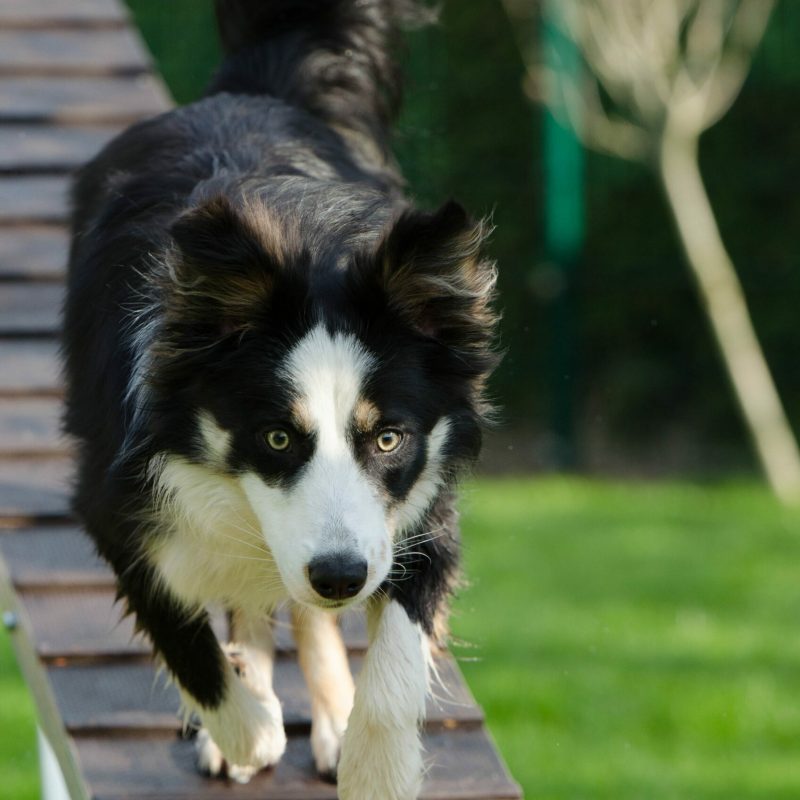 agility-748260