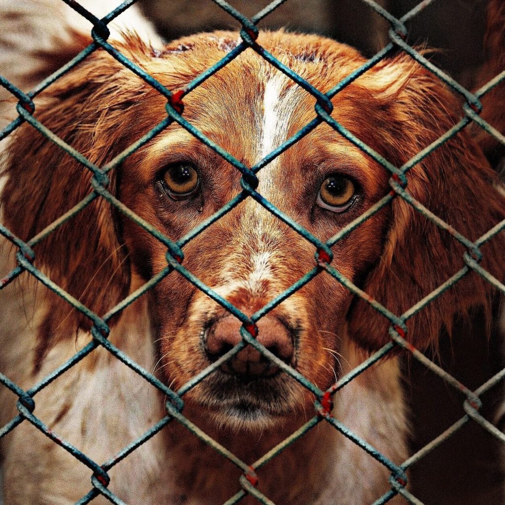 animal-welfare-1116205_1920