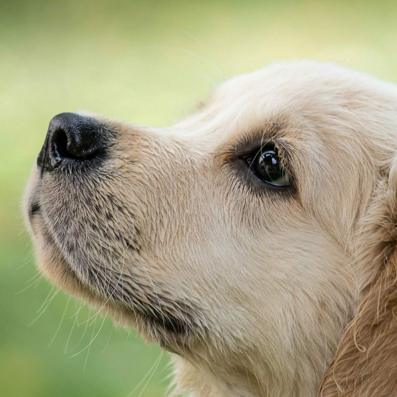 dog-4390885
