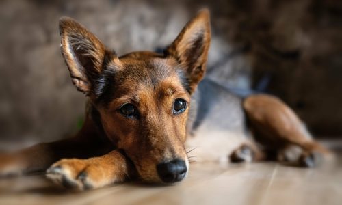 dog-8448345