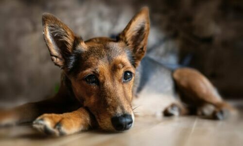 dog-8448345