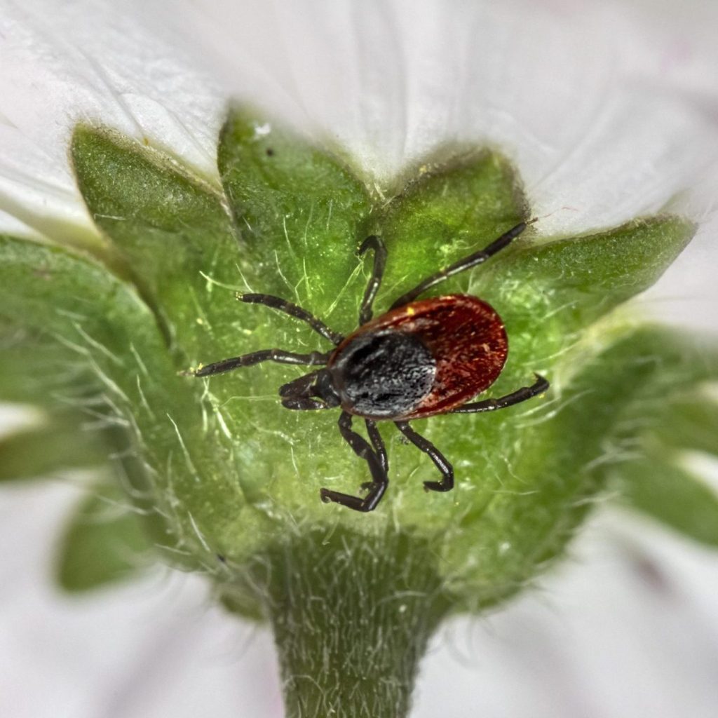 insect-6742083