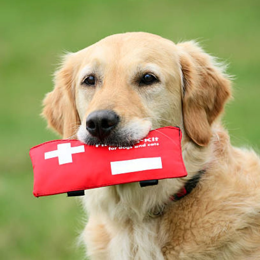 Golden Retriever holding first-aid-kit